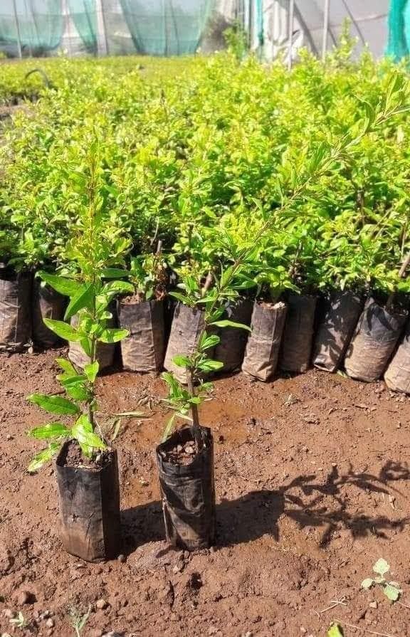 Train schools and communities to conserve indigenous seeds